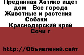 Преданная Хатико ищет дом - Все города Животные и растения » Собаки   . Краснодарский край,Сочи г.